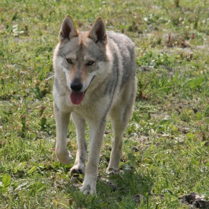 Heaven des Loups D'Akairo